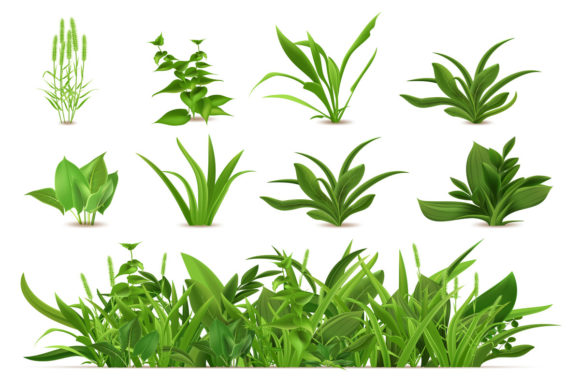 Green Realistic Spring Grass for Digital Art