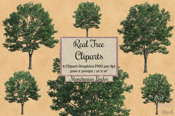 Real Tree Cliparts Manchurian Linden