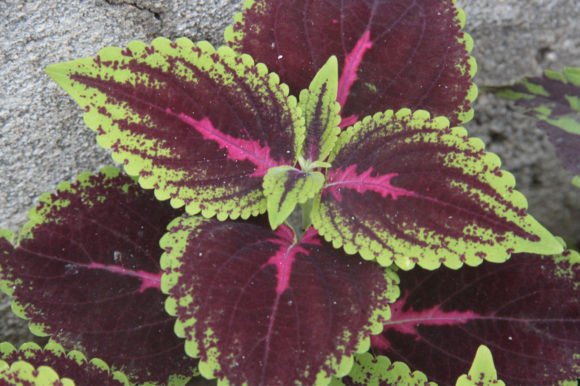 The Living Art: A Comprehensive Guide to Ornamental Plants in the Yard
