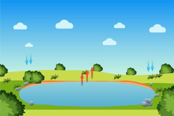 Visualizing the Water Cycle with a Pond Vector